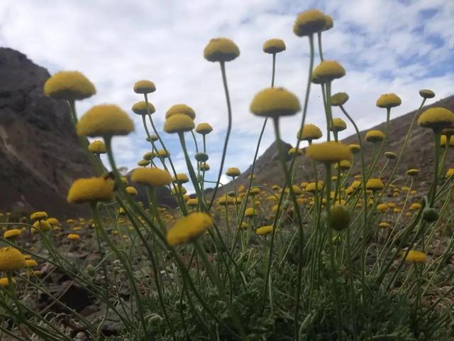 记录生活的点点滴滴留下美好记忆（每日拾花四）(4)