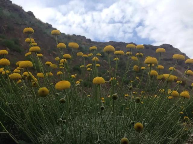 记录生活的点点滴滴留下美好记忆（每日拾花四）(5)