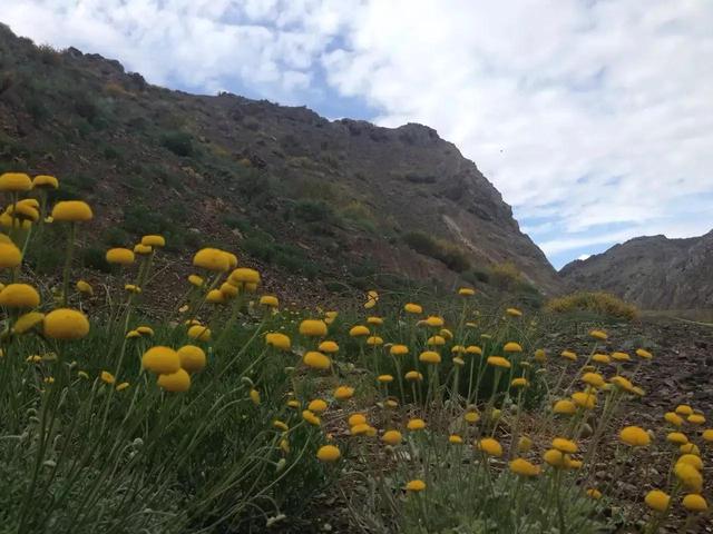 记录生活的点点滴滴留下美好记忆（每日拾花四）(8)