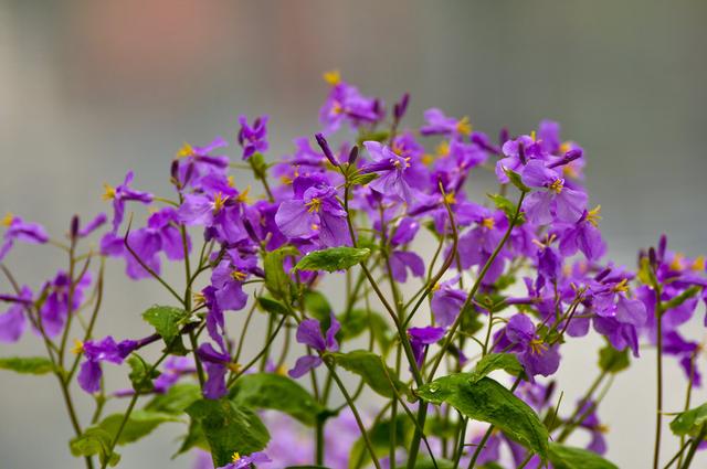 常见的宿根花卉10种名称（常见宿根花卉）(42)