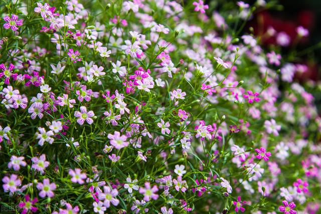 家里养的草本花卉有哪些品种（介绍500种草本花卉）(43)