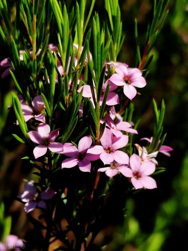 家里养的草本花卉有哪些品种（介绍500种草本花卉）(85)