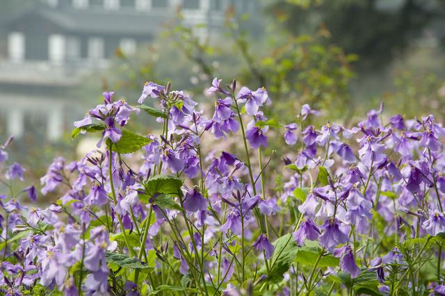 家里养的草本花卉有哪些品种（介绍500种草本花卉）(12)