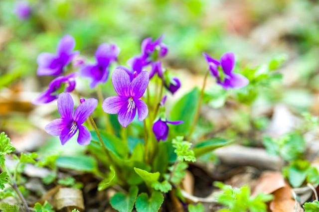 家里养的草本花卉有哪些品种（介绍500种草本花卉）(29)