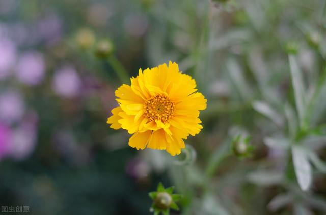 家里养的草本花卉有哪些品种（介绍500种草本花卉）(65)