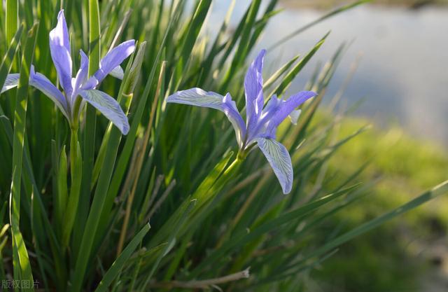 家里养的草本花卉有哪些品种（介绍500种草本花卉）(42)