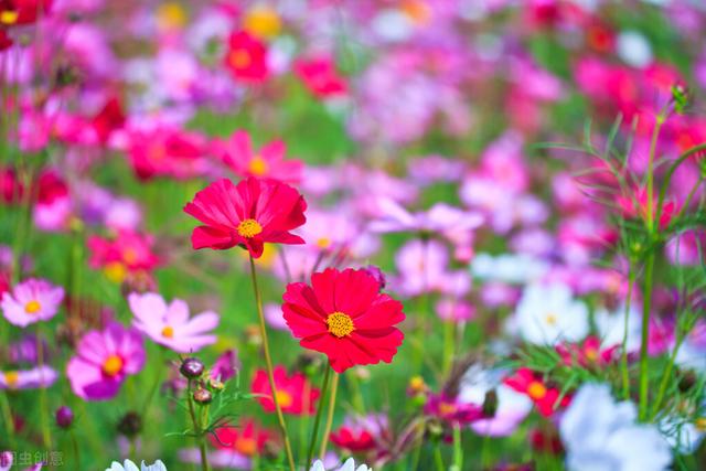 家里养的草本花卉有哪些品种（介绍500种草本花卉）(32)