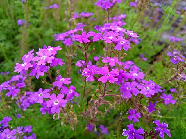 家里养的草本花卉有哪些品种（介绍500种草本花卉）(81)