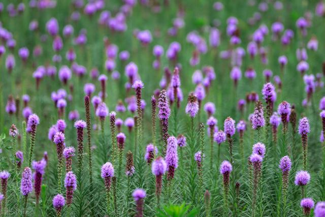 家里养的草本花卉有哪些品种（介绍500种草本花卉）(53)