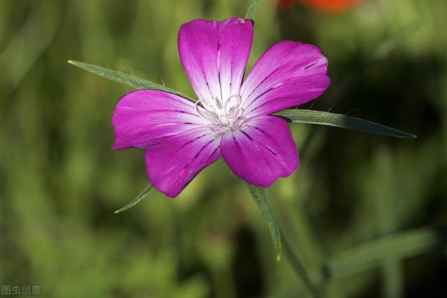 家里养的草本花卉有哪些品种（介绍500种草本花卉）(79)