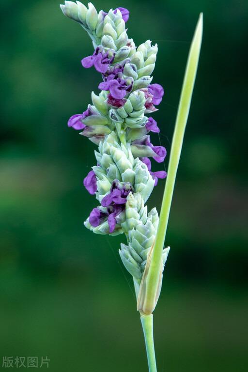 家里养的草本花卉有哪些品种（介绍500种草本花卉）(33)