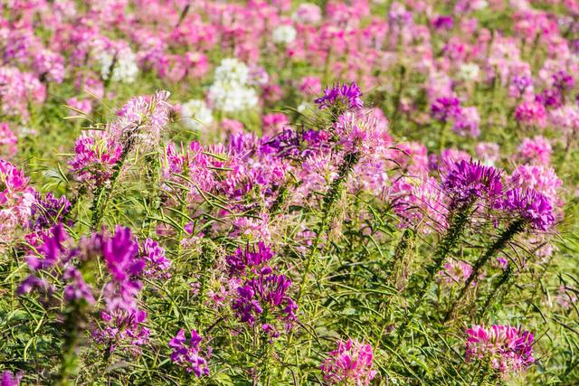 家里养的草本花卉有哪些品种（介绍500种草本花卉）(58)