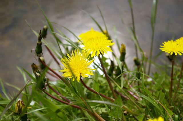 家里养的草本花卉有哪些品种（介绍500种草本花卉）(16)