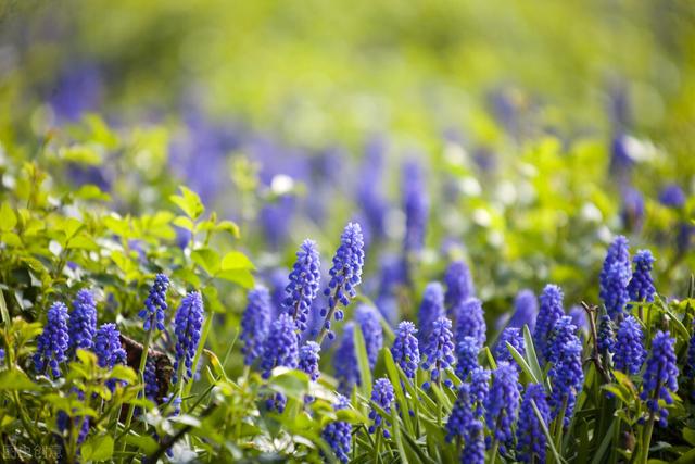 家里养的草本花卉有哪些品种（介绍500种草本花卉）(59)