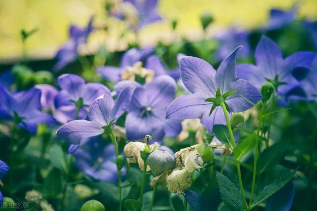 家里养的草本花卉有哪些品种（介绍500种草本花卉）(23)