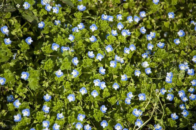 家里养的草本花卉有哪些品种（介绍500种草本花卉）(61)