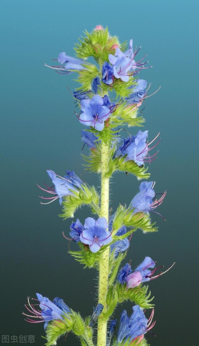 家里养的草本花卉有哪些品种（介绍500种草本花卉）(57)