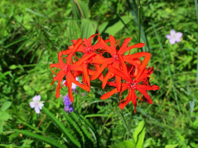 家里养的草本花卉有哪些品种（介绍500种草本花卉）(67)