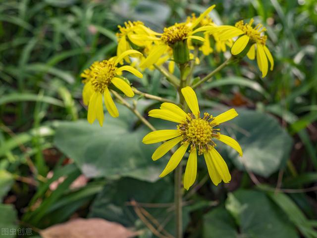 家里养的草本花卉有哪些品种（介绍500种草本花卉）(62)