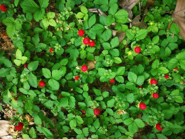 家里养的草本花卉有哪些品种（介绍500种草本花卉）(56)