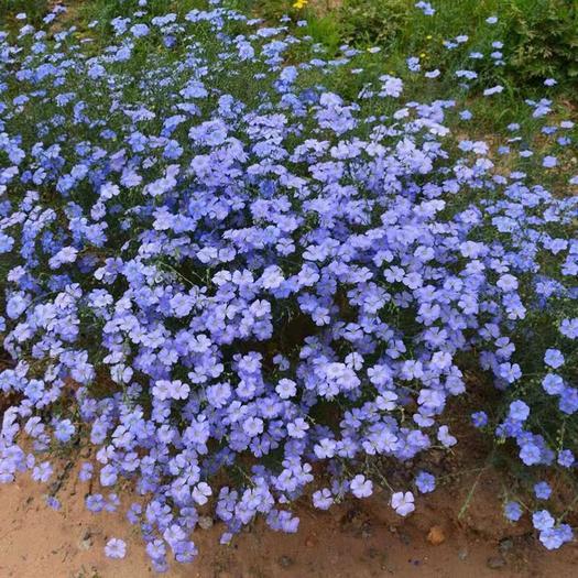 家里养的草本花卉有哪些品种（介绍500种草本花卉）(7)