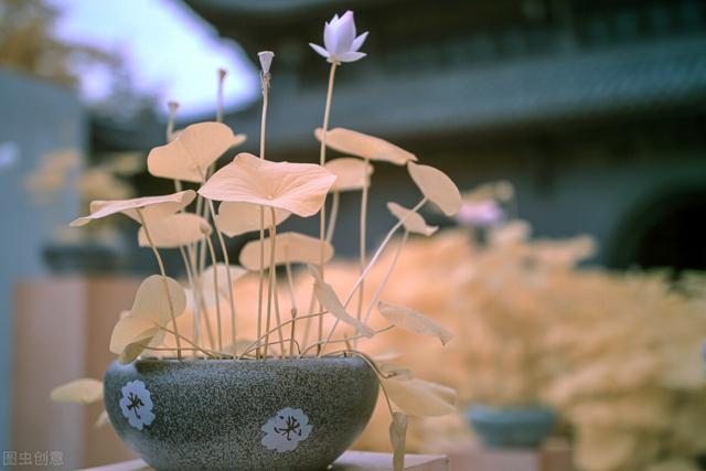 家里养的草本花卉有哪些品种（介绍500种草本花卉）(38)