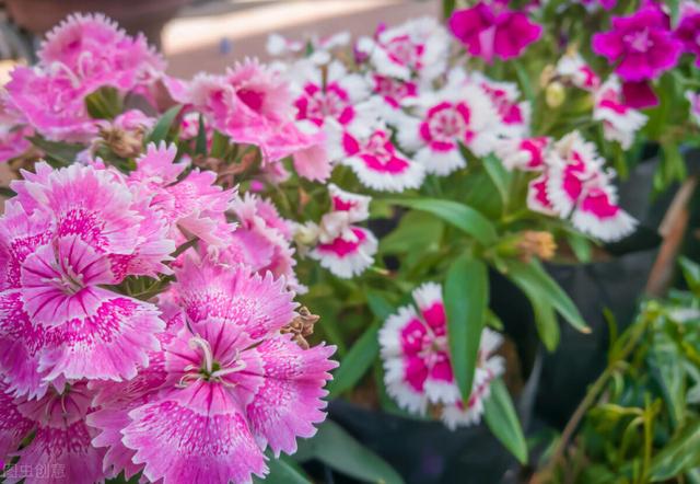 家里养的草本花卉有哪些品种（介绍500种草本花卉）(10)