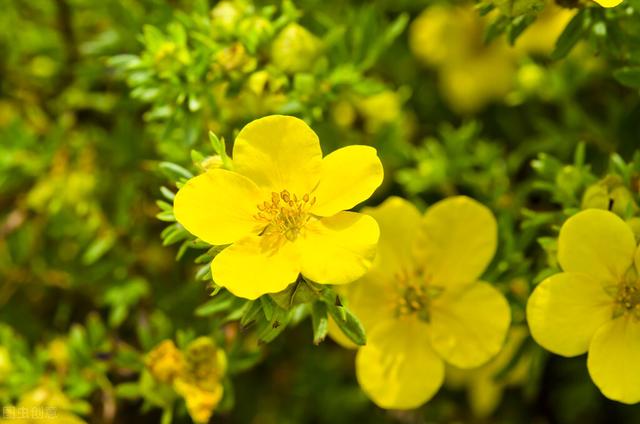 家里养的草本花卉有哪些品种（介绍500种草本花卉）(75)