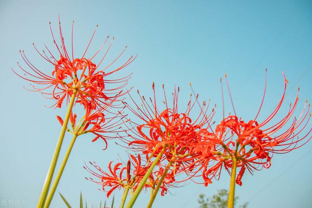 家里养的草本花卉有哪些品种（介绍500种草本花卉）(31)