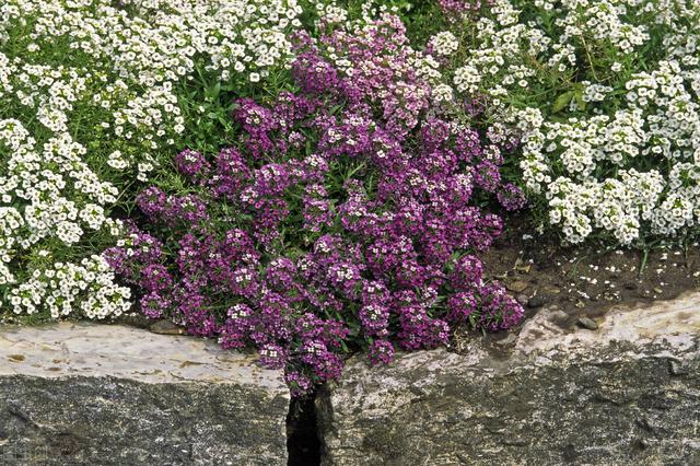 家里养的草本花卉有哪些品种（介绍500种草本花卉）(64)