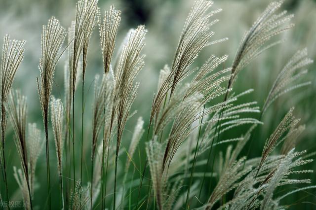 家里养的草本花卉有哪些品种（介绍500种草本花卉）(78)