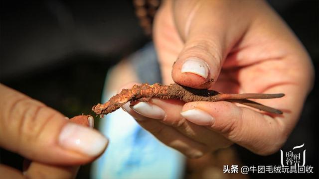 冬虫夏草都有什么样的（你真的了解它吗）(6)