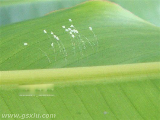 优昙婆罗花开意义重大之预言 优昙花开三千年出一圣人救世