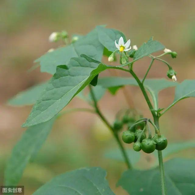 花钟里有什么花分别在几点开（看看哪朵花开了就知道）(16)