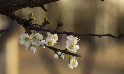 ​忽如一夜春风来的下一句,忽如一夜春风来的下一句是什么古诗