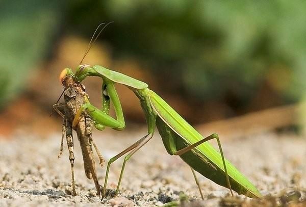 什么是益虫，蟾蜍是青蛙吗？为什么蟾蜍是害虫青蛙会是益虫？图3