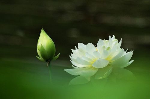 形容一个人“白莲花”是什么意思