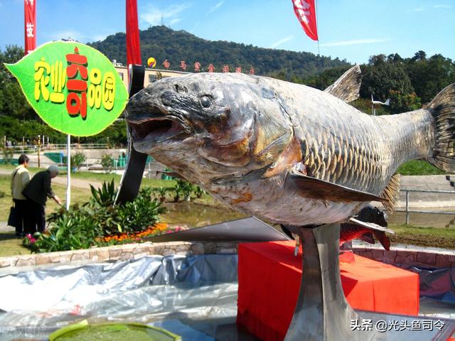 三峡库区最大的鱼有多大（三峡大坝蓄水20年）(9)