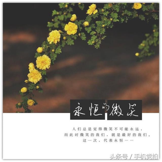 七夕情人节送玫瑰花的寓意（七夕节送你16张心意）(6)