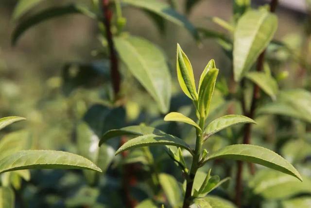 常州溧阳天目湖白茶好茶的特点（天目出好茶高山野茶香）(2)