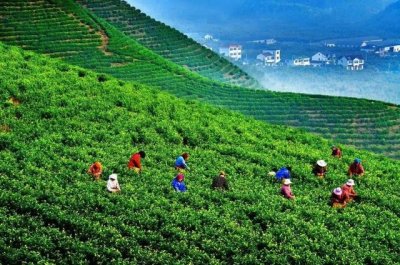 ​常州溧阳天目湖白茶好茶的特点（天目出好茶高山野茶香）