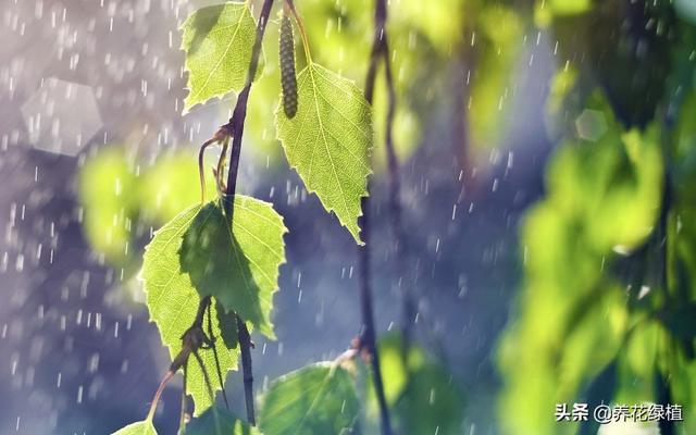 今天立春下雨意味着什么（今天立春看看下雪）(3)