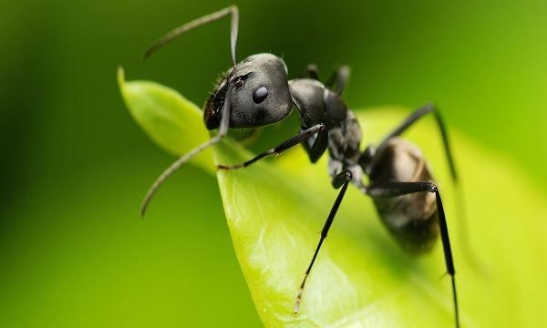 怎么除掉家里的蚂蚁,家里蚂蚁怎么彻底清除资料图4