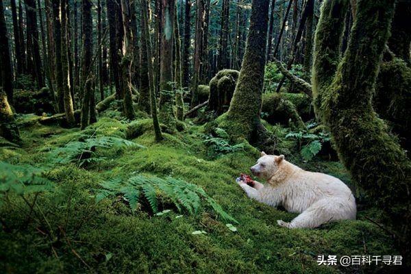 热带雨林自然奇观（大自然的杰作温带雨林）(9)