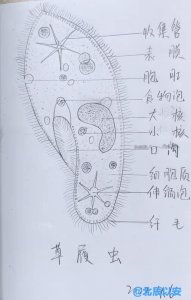 ​生物实验观察草履虫（科学小知识草履虫）