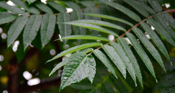 梅雨季什么时候结束2020,今年的梅雨季节有多少天什么时候出梅图4