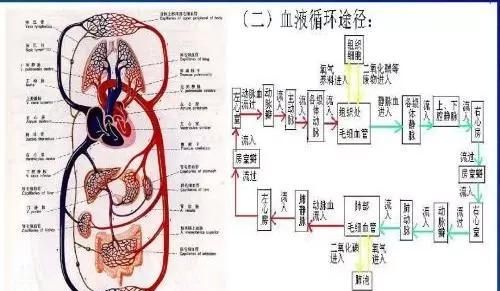 吃百香果能吃海鲜吗，5斤百香果能带上飞机么？图7