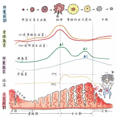 雌激素的作用与功效，雌激素的作用与副作用-第1张图片-