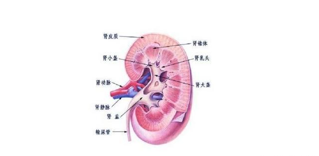 倒立喝水水会到胃里吗，人在倒立的时候可以把东西吃进胃里吗？图6