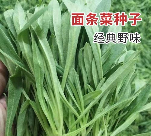 蒸面条菜的料汁怎么调